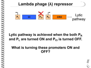 Lambda phage (λ) repressor
CIPL PCI PR CRO
Lytic
pathway
Lytic pathway is achieved when the both PR
and PL are turned ON and PCl is turned OFF.
What is turning these promoters ON and
OFF?
 