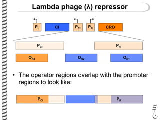 Lambda phage (λ) repressor
CIPL PCI PR CRO
• The operator regions overlap with the promoter
regions to look like:
PCI PR
OR2 OR1OR3
PCI PR
 