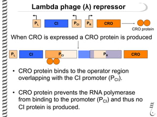 Lambda phage (λ) repressor
CIPL PCI PR CRO
• CRO protein binds to the operator region
overlapping with the CI promoter (PCI).
• CRO protein prevents the RNA polymerase
from binding to the promoter (PCI) and thus no
CI protein is produced.
PCI PR CROCIPL
When CRO is expressed a CRO protein is produced
CRO protein
 