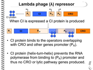 Lambda phage (λ) repressor
CIPL PCI PR CRO
• CI protein binds to the operators overlapping
with CRO and other genes promoter (PR).
• CI protein (helix-turn-helix) prevents the RNA
polymerase from binding to (PR) promoter and
thus no CRO or lytic pathway genes produced.
PCI PR CROCIPL
When CI is expressed a CI protein is produced
CI protein
 