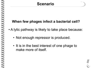 Scenario
When few phages infect a bacterial cell?
• A lytic pathway is likely to take place because:
• Not enough repressor is produced.
• It is in the best interest of one phage to
make more of itself.
 