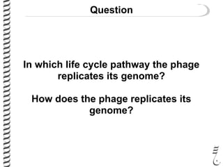 Question
In which life cycle pathway the phage
replicates its genome?
How does the phage replicates its
genome?
 