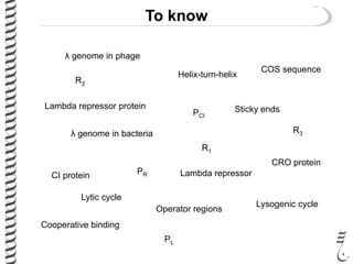 To know
λ genome in phage
λ genome in bacteria
Sticky ends
Lytic cycle
Lysogenic cycle
COS sequence
Lambda repressor protein
CI protein
CRO protein
Lambda repressor
Helix-turn-helix
PL
PR
PCI
R1
R2
R3
Operator regions
Cooperative binding
 