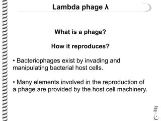 Lambda phage λ
What is a phage?
How it reproduces?
• Bacteriophages exist by invading and
manipulating bacterial host cells.
• Many elements involved in the reproduction of
a phage are provided by the host cell machinery.
 