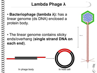 Lambda Phage λ
• Bacteriophage (lambda λ): has a
linear genome (ds DNA) enclosed a
protein body.
• The linear genome contains sticky
ends/overhang (single strand DNA on
each end).
In phage body In host cell
 