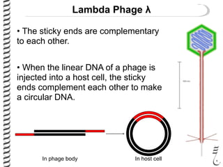 Lambda Phage λ
• The sticky ends are complementary
to each other.
• When the linear DNA of a phage is
injected into a host cell, the sticky
ends complement each other to make
a circular DNA.
In phage body In host cell
 