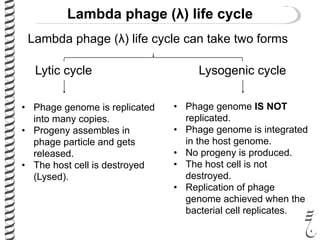 Lambda phage (λ) life cycle
Lambda phage (λ) life cycle can take two forms
Lytic cycle Lysogenic cycle
• Phage genome is replicated
into many copies.
• Progeny assembles in
phage particle and gets
released.
• The host cell is destroyed
(Lysed).
• Phage genome IS NOT
replicated.
• Phage genome is integrated
in the host genome.
• No progeny is produced.
• The host cell is not
destroyed.
• Replication of phage
genome achieved when the
bacterial cell replicates.
 