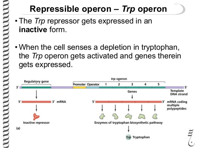 281 lec22 lac_trprepressor trp full form