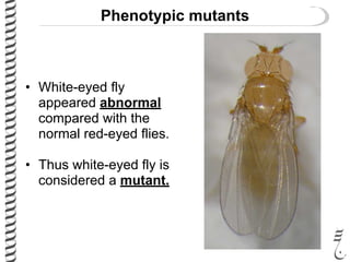Phenotypic mutants
• White-eyed fly
appeared abnormal
compared with the
normal red-eyed flies.
• Thus white-eyed fly is
considered a mutant.
 