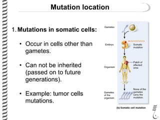Mutation location
1.Mutations in somatic cells:
• Occur in cells other than
gametes.
• Can not be inherited
(passed on to future
generations).
• Example: tumor cells
mutations.
 