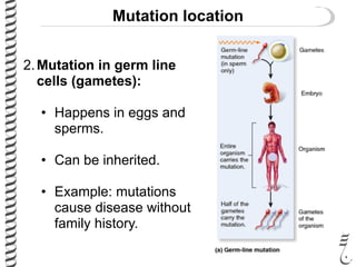 Mutation location
2.Mutation in germ line
cells (gametes):
• Happens in eggs and
sperms.
• Can be inherited.
• Example: mutations
cause disease without
family history.
 