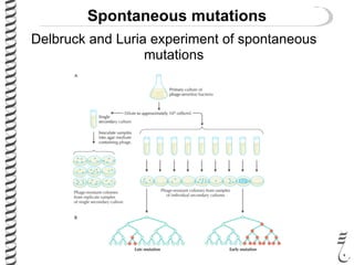 Spontaneous mutations
Delbruck and Luria experiment of spontaneous
mutations
 