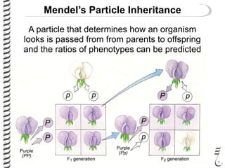 Mendel’s Particle Inheritance
A particle that determines how an organism
looks is passed from from parents to offspring
and the ratios of phenotypes can be predicted
 