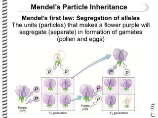 Mendel’s Particle Inheritance
Mendel’s first law: Segregation of alleles
The units (particles) that makes a flower purple will
segregate (separate) in formation of gametes
(pollen and eggs)
 