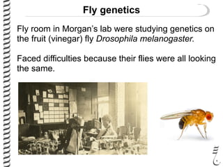 Fly genetics
Fly room in Morgan’s lab were studying genetics on
the fruit (vinegar) fly Drosophila melanogaster.
Faced difficulties because their flies were all looking
the same.
 