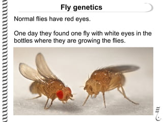 Fly genetics
Normal flies have red eyes.
One day they found one fly with white eyes in the
bottles where they are growing the flies.
 