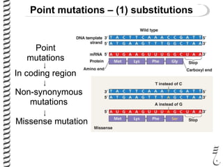 Point Mutation Labeled 281 lec27 point_mutations | PDF
