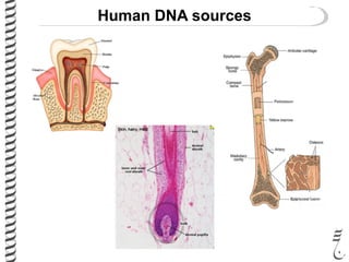 Human DNA sources
 