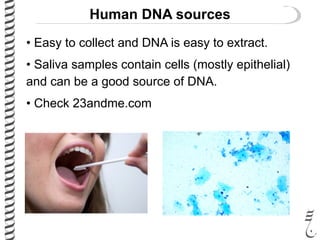 • Easy to collect and DNA is easy to extract.
• Saliva samples contain cells (mostly epithelial)
and can be a good source of DNA.
• Check 23andme.com
Human DNA sources
 