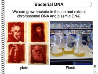 Bacterial DNA
We can grow bacteria in the lab and extract
chromosomal DNA and plasmid DNA.
plate Flask
 