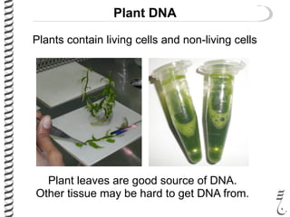 Plant DNA
Plants contain living cells and non-living cells
Plant leaves are good source of DNA.
Other tissue may be hard to get DNA from.
 