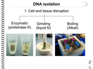 DNA isolation
1. Cell and tissue disruption
Enzymatic
(proteinase K)
Grinding
(liquid N)
Boiling
(Alkali)
 