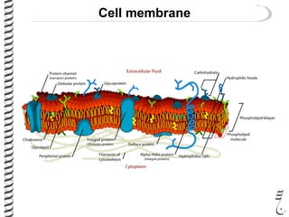 Cell membrane
 