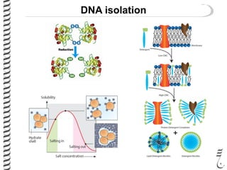DNA isolation
 