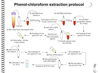 Phenol-chloroform extraction protocol
1: Mix whole blood then pipette 350ul
2 ml tube
2: Add 500ul Lysis
solution A
Invert to mix 3: Incubate @ 65°C for
6 min + invert to mix
4: Add 900ul chloroform
Vortex 5: Add 200ul
precipitation solution
B + Vortex
6: Centrifuge @ max
speed for 5-10 min
7: Transfer aqueous layer
into 2ml tube
8: Add 1ml of 100%
ethanol
Invert to mix
Until a precipitate
appears
8: Centrifuge @ max
speed for 5 min
9: Collect pellet - tilt tube
+ pour solution
10: Add 1ml of
70% ethanol 11: Centrifuge @
max speed for 2 min
12: Pour off the ethanol
13: Centrifuge @
max speed for 1 min
14: Dry the pellet in
the oven for 5 min
15: Resuspend pellet
with 150ul ddH2O
Incubate @ 65°C for 5 min
16: Label tube + store
@ -20 °C
 