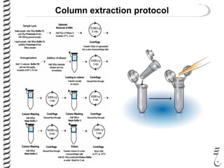Column extraction protocol
 