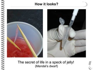 How it looks?
The secret of life in a speck of jelly!
(Mendel’s dwarf)
 