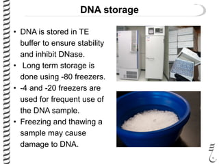 DNA storage
• DNA is stored in TE
buffer to ensure stability
and inhibit DNase.
• Long term storage is
done using -80 freezers.
• -4 and -20 freezers are
used for frequent use of
the DNA sample.
• Freezing and thawing a
sample may cause
damage to DNA.
 