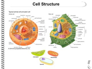 Cell Structure
 