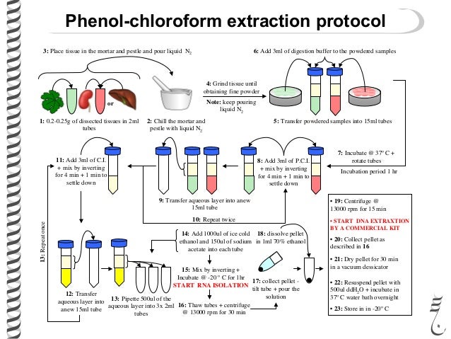 281 lec29 mol_tech1 dna extraction protocol