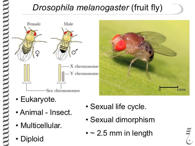 281 lec2 model_organisms