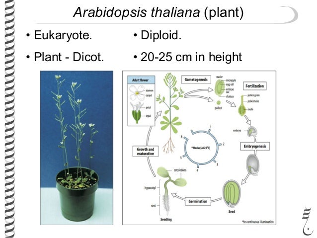 281 lec2 model_organisms