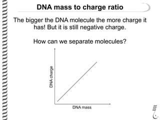 DNA mass to charge ratio
The bigger the DNA molecule the more charge it
has! But it is still negative charge.
How can we separate molecules?
DNA mass
DNAcharge
 
