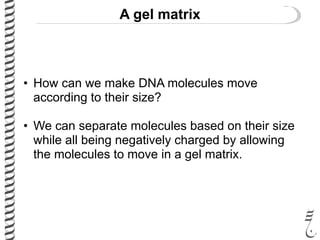 A gel matrix
• How can we make DNA molecules move
according to their size?
• We can separate molecules based on their size
while all being negatively charged by allowing
the molecules to move in a gel matrix.
 