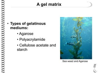 A gel matrix
• Types of gelatinous
mediums:
• Agarose
• Polyacrylamide
• Cellulose acetate and
starch
Sea weed and Agarose
 