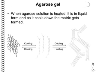 Agarose gel
• When agarose solution is heated, it is in liquid
form and as it cools down the matrix gets
formed.
Cooling
Heating
Cooling
Heating
 