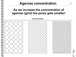 Agarose concentration
As we increase the concentration of
agarose (g/ml) the pores gets smaller!
Concentration
 