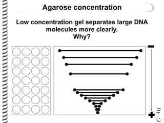 Agarose concentration
Low concentration gel separates large DNA
molecules more clearly.
Why?
 