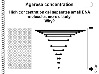 Agarose concentration
High concentration gel separates small DNA
molecules more clearly.
Why?
 