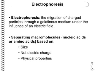 Electrophoresis
• Electrophoresis: the migration of charged
particles through a gelatinous medium under the
influence of an electric field.
• Separating macromolecules (nucleic acids
or amino acids) based on:
• Size
• Net electric charge
• Physical properties
 