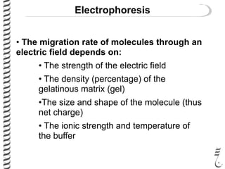 Electrophoresis
• The migration rate of molecules through an
electric field depends on:
• The strength of the electric field
• The density (percentage) of the
gelatinous matrix (gel)
•The size and shape of the molecule (thus
net charge)
• The ionic strength and temperature of
the buffer
 