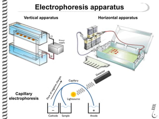 Electrophoresis apparatus
Vertical apparatus Horizontal apparatus
Capillary
electrophoresis
 