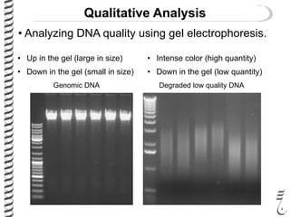 Qualitative Analysis
• Analyzing DNA quality using gel electrophoresis.
Genomic DNA Degraded low quality DNA
• Up in the gel (large in size)
• Down in the gel (small in size)
• Intense color (high quantity)
• Down in the gel (low quantity)
 