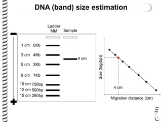 DNA (band) size estimation
Ladder
MM Sample
6Kb1 cm
4Kb3 cm
2Kb5 cm
8 cm 1Kb
750bp10 cm
500bp12 cm
250bp15 cm
4 cm
Migration distance (cm)
Size(log(bp))
4 cm
 