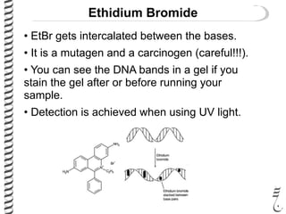 Ethidium Bromide
• EtBr gets intercalated between the bases.
• It is a mutagen and a carcinogen (careful!!!).
• You can see the DNA bands in a gel if you
stain the gel after or before running your
sample.
• Detection is achieved when using UV light.
 