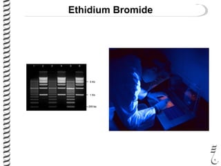 Ethidium Bromide
 